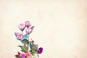 bouquet of roses on the background