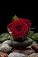 red rose in composition