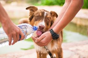 water the dog from a bottle