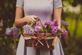 girl holding a basket with purple lilac