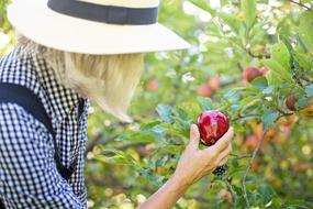 Woman with the hat picking ripe red apple from the tree