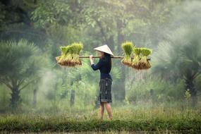Harvesting Myanmar Burma