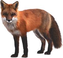 red fox on white