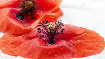 Poppy Blossom water drops