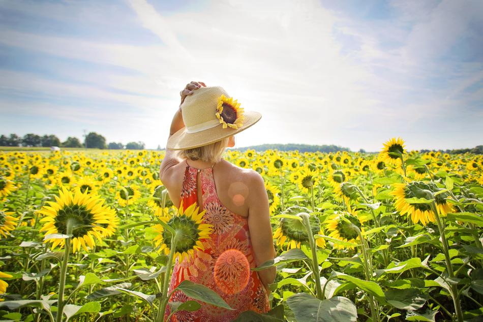 Woman in wide hat stands in Sunflower Field