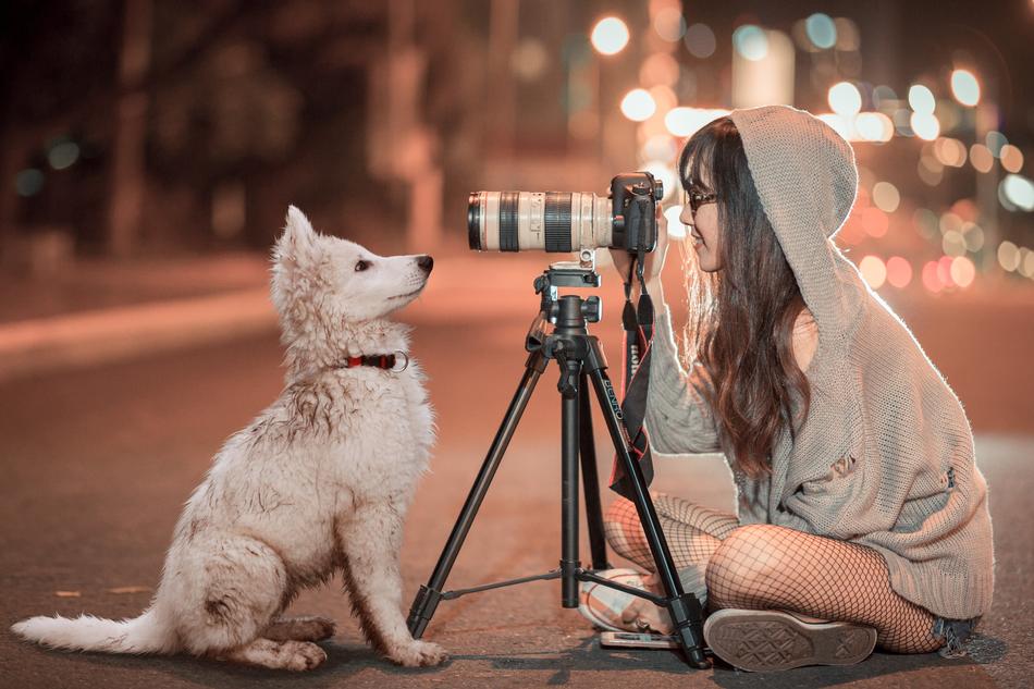 Girl in hoodie, taking a photo of the cute and beautiful, fluffy, white puppy, on the street, with the colorful bokeh lights