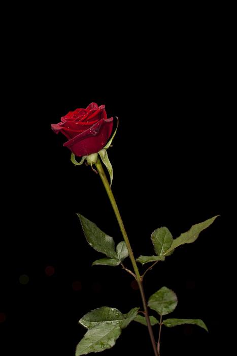 delicate red rose on the black background