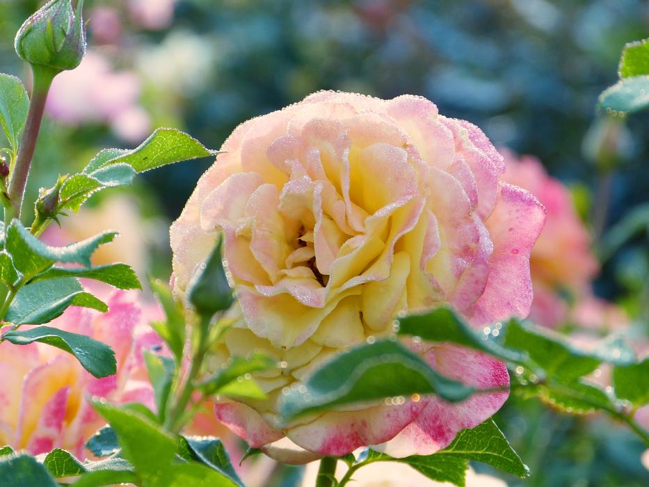 Closeup Picture of the Rose Blossom
