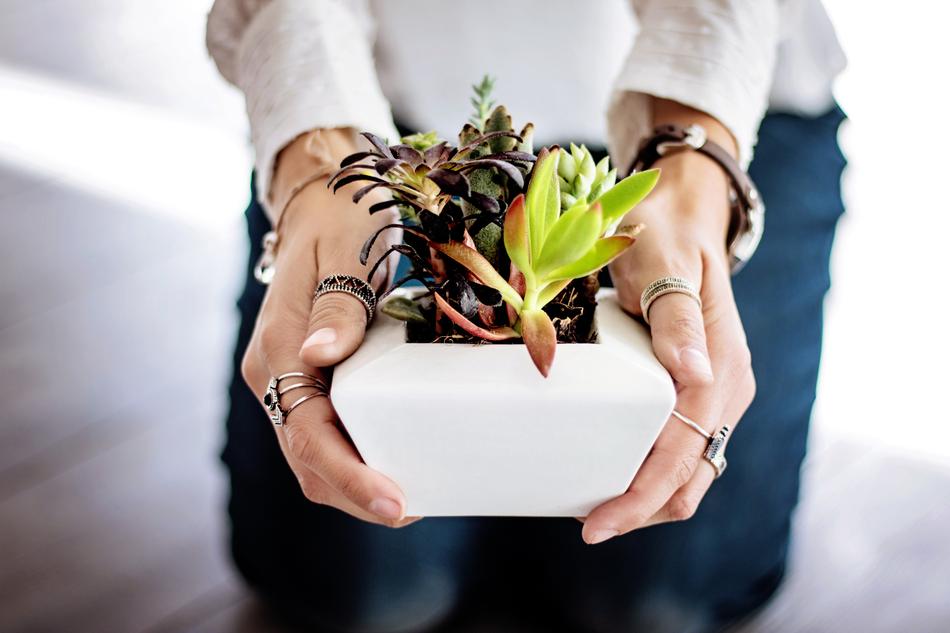 Succulents in Hands of Woman