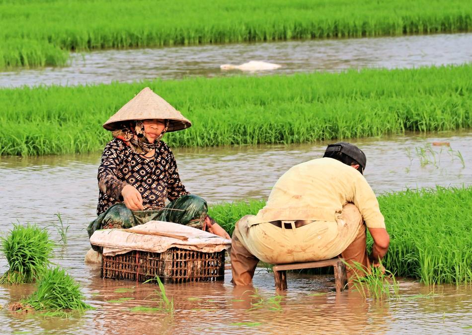People, sitting on the beautiful rice plants with green plants in Viet Nam, in spring