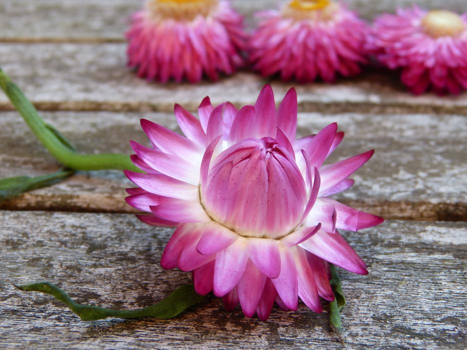 plucked garden flowers