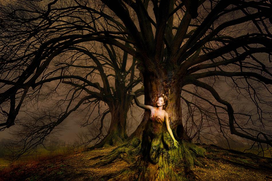 wallpaper with mysterious tree