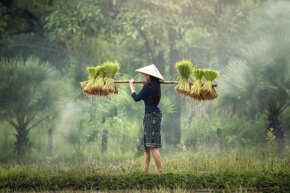 Harvesting Myanmar Burma