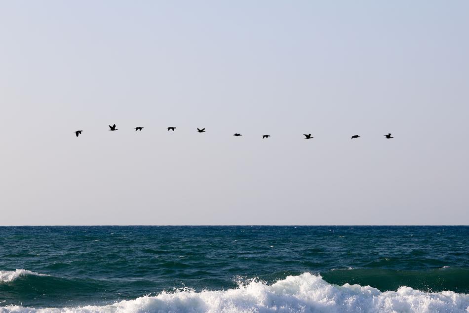 landscape of flock of black birds flies over the sea in Greece