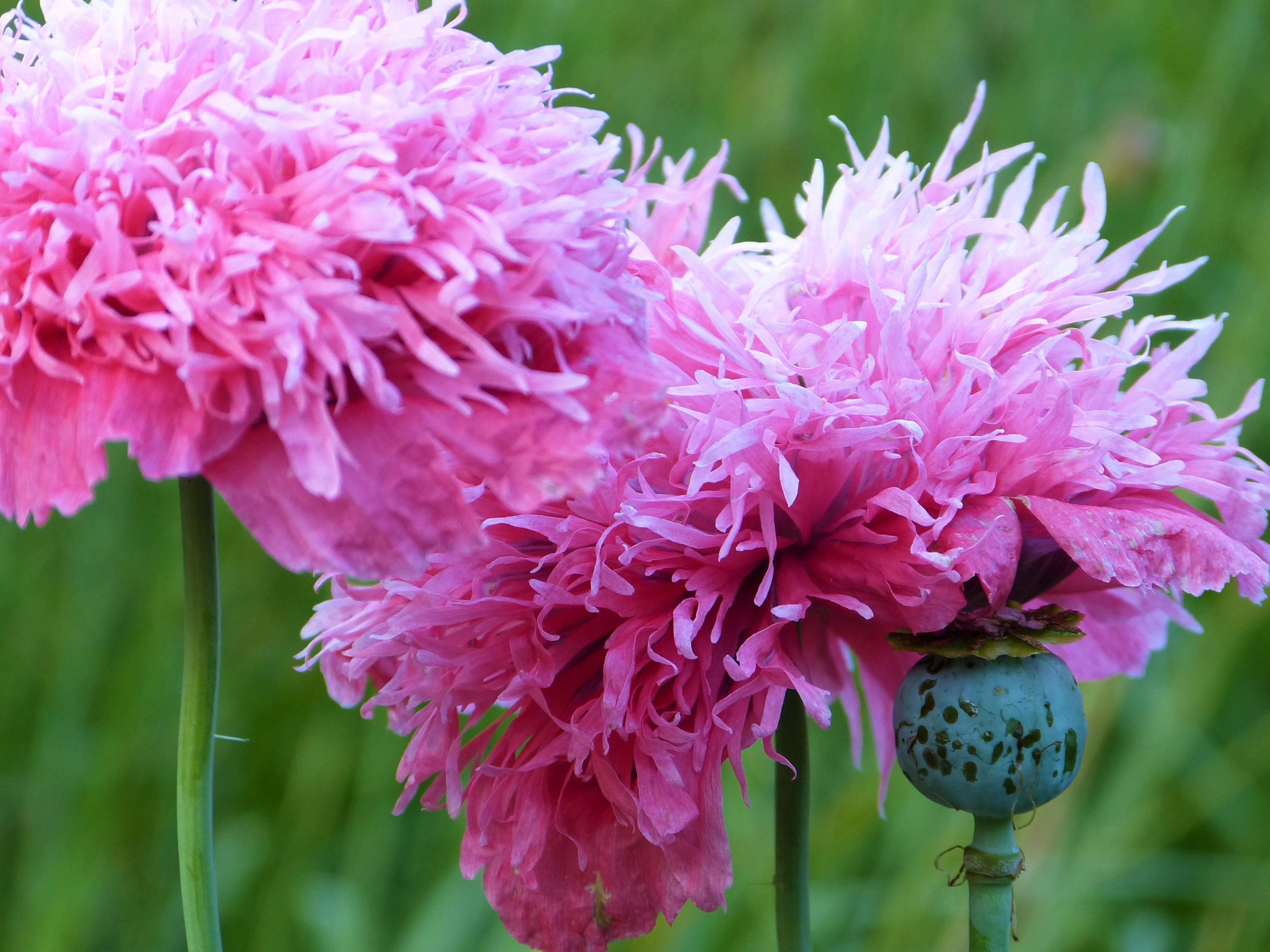 Pink Poppy Flower Plants free image download