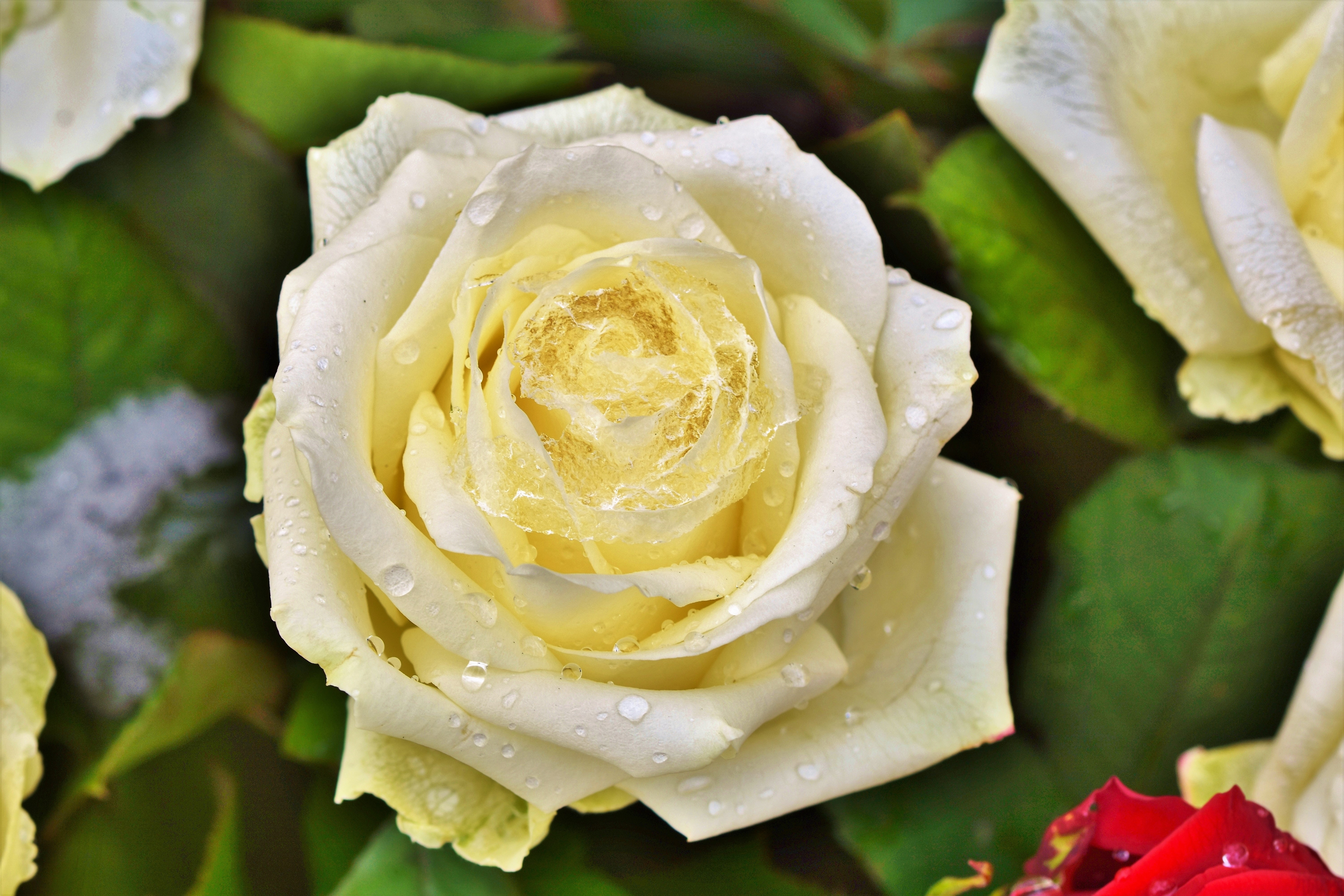 Бледно желтые розы