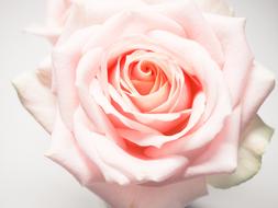 elegant pink rose on the white background