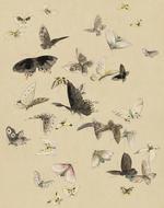 moth collage in album