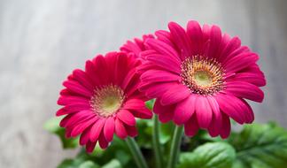 bouquet of pink gerberas on a light background