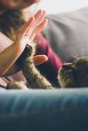 hand and paw in blurred background