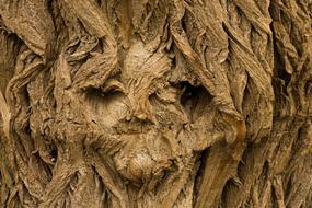 Tree Face background