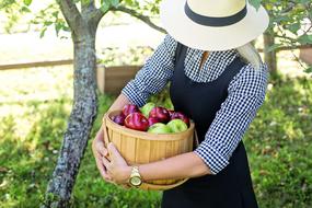 Apples Basket