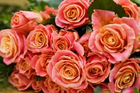 bouquet of fresh colorful roses close up