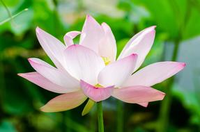 Water Flower at Nature