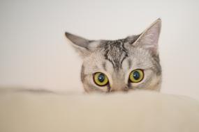 portrait of a gray cat with bright eyes