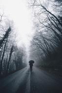 Silhouette of the person, with the umbrella, walking on the beautiful, foggy road, among the trees