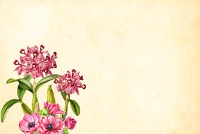 flower background pink drawing