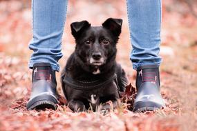 cute domestic dog with owner