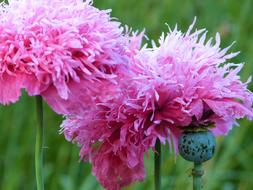 pink Poppy Flower Plants