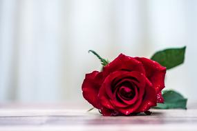 romantic red rose on table