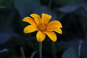 yellow bright flower on dark blue background