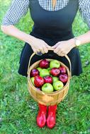 Basket Of Apples in female hands