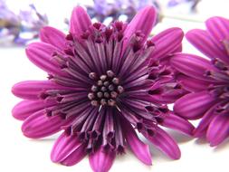 purple marguerite close up on blurred background