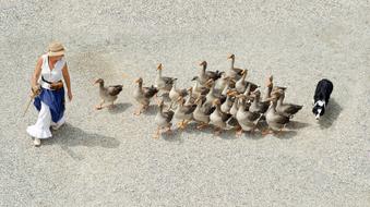 woman herding geese