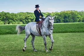 Lady riding grey Horse on lawn