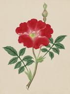 vintage japanese watercolour flower drawing