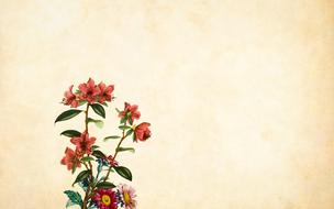 flower paper vintage roses drawing