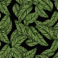 drawn tropical leaves on a black background