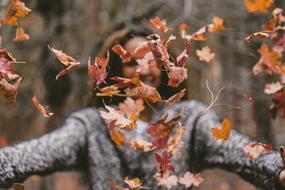 fallen leaves in air in front of girl