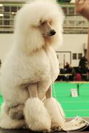 Large Poodle White Dog