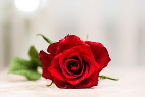 romantic red rose on the white surface