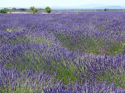 bright field of lavender on a sunny day