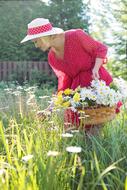adult Woman Picking Daisies at Summer