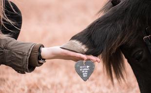 hand and hoof