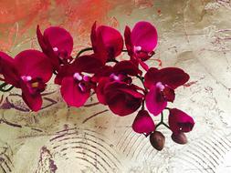 red Orchid Flowers at abstract background