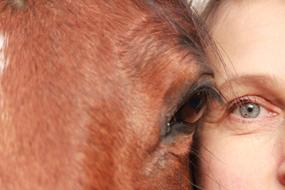 Cute and beautiful horse, with the brown eye and woman, with the blue eye